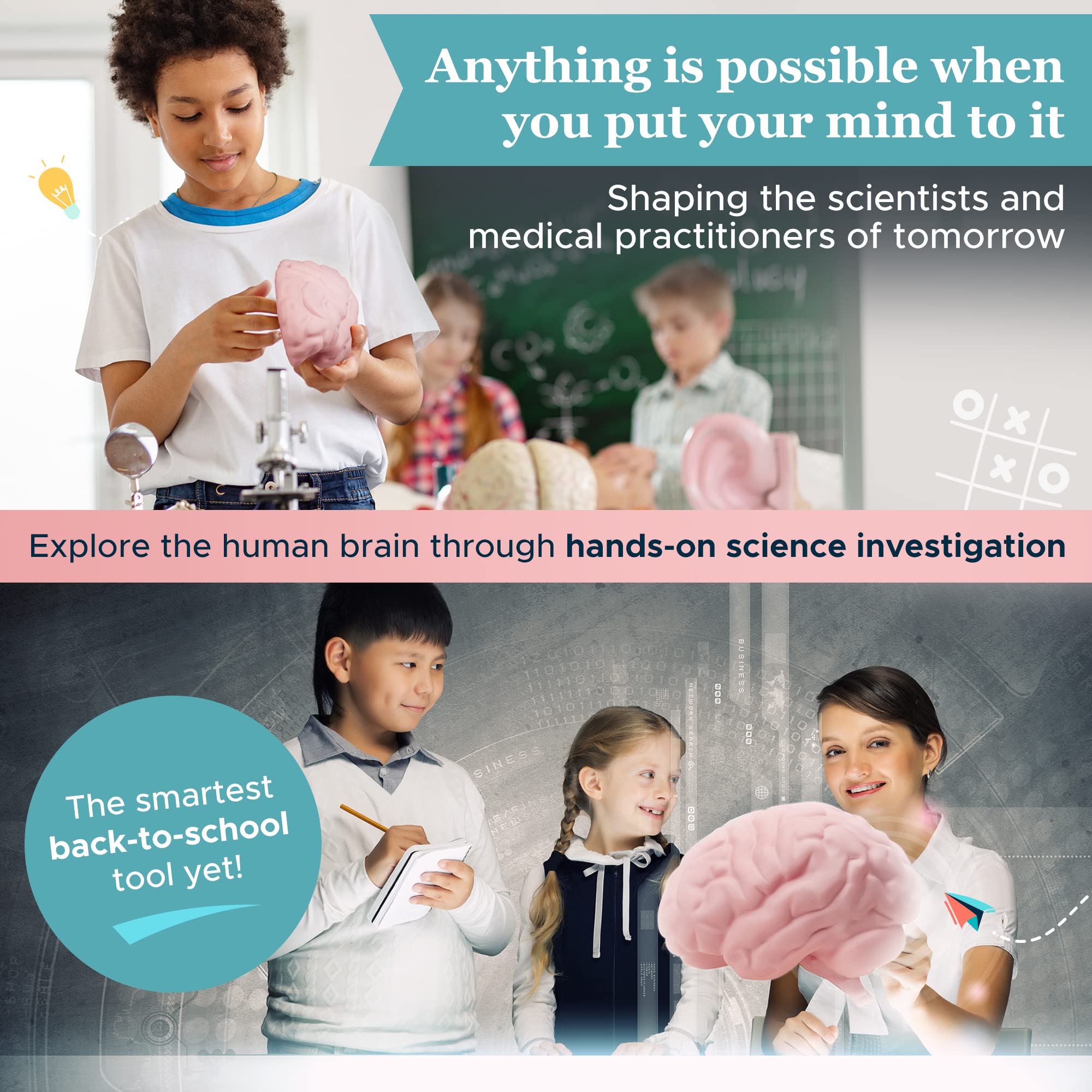 Cross Section Foam Brain Model, Great Educational Tool for Learning & Teaching Human Anatomical Function, Psychology, Biology or Science, Easy to Use & Includes 2 Half Pieces Labeled with Figures