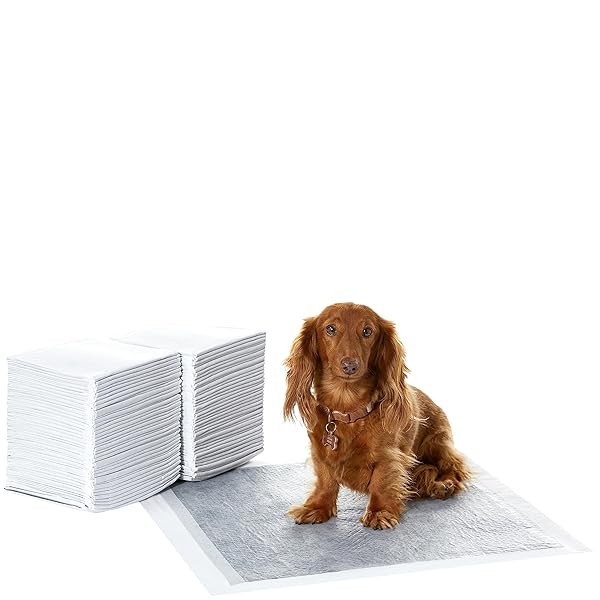 AMAZON BASICS DOG AND PUPPY PEE PADS WITH 5-LAYER LEAK-PROOF DESIGN AND SUPER ABSORBENT SURFACE FOR POTTY TRAINING, ODOR-CONTROL CARBON, REGULAR SIZE, 22 X 22 INCH – PACK OF 80, GRAY