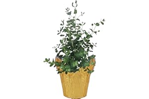 THE THREE COMPANY Live Aromatic and Healthy Herb - Eucalyptus, Improves Air Quality, Wrapped in Deco Cover, 14" Tall by 6" Wide in 1.25 Quart Pot