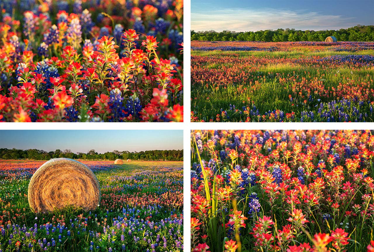pix Texas Wildflower Wall Art texas wildflowers print set wildflower fields of ennis texas bluebonnets indian paintbrush photography wall art set texas home decor 5x7 to