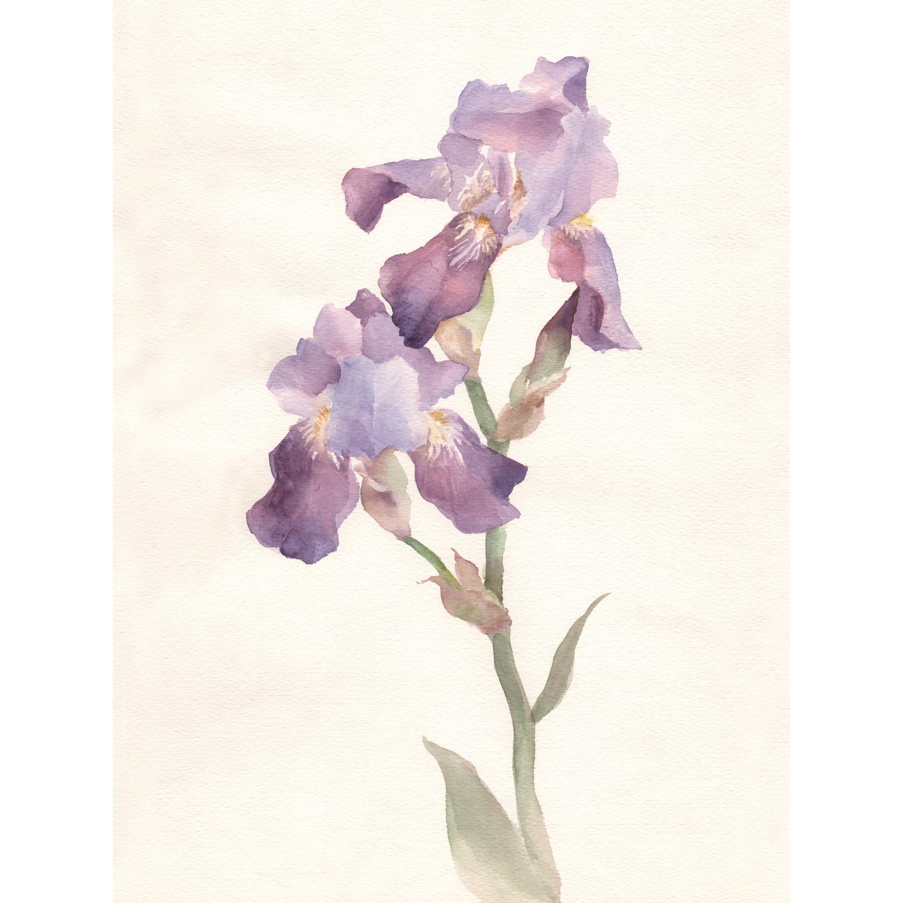 Wee Blue Coo Flower Violet Iris Watercolour Large Wall Art Print Canvas Premium Poster