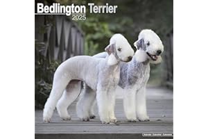Bedlington Terrier Calendar 2025 | Square Dog Breed Wall Calendar - 16 Month