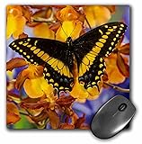3D Rose"Black Swallowtail Male from Costa Rica