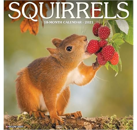 squirrel calendar 2021 Squirrels 2021 Wall Calendar Willow Creek Press 9781549213427 Amazon Com Books squirrel calendar 2021