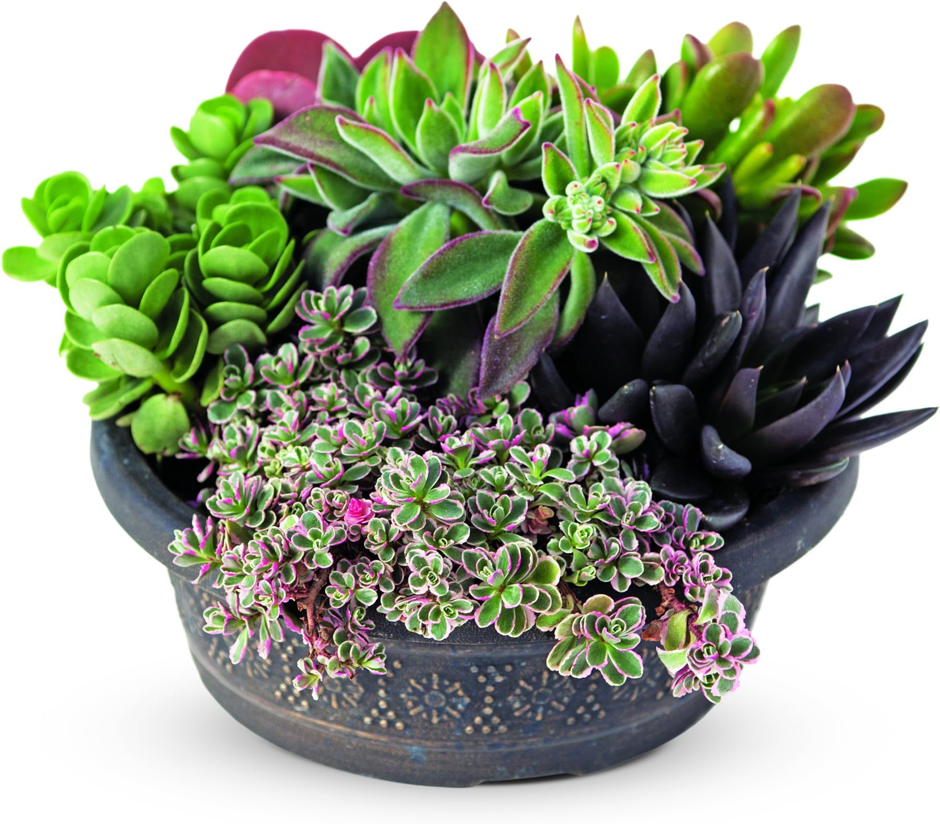 Savvy Succulent Dish Garden, 8"