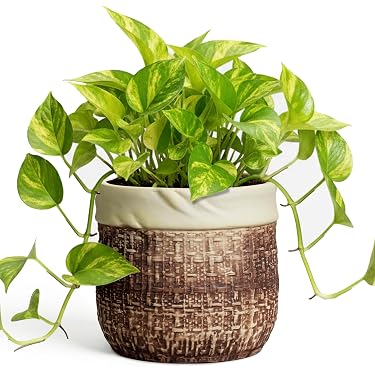Amazon.com New Releases: The best-selling new & future releases in Planters