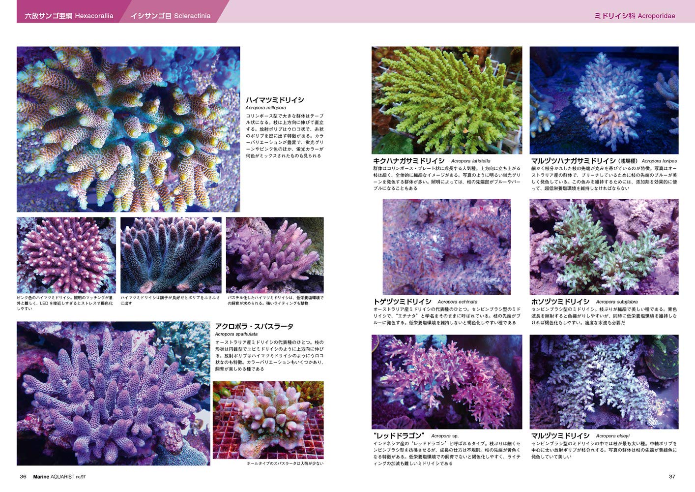 マリンアクアリストno 97 Coral Book 水槽で飼育できる美しいサンゴの図鑑 本 通販 Amazon