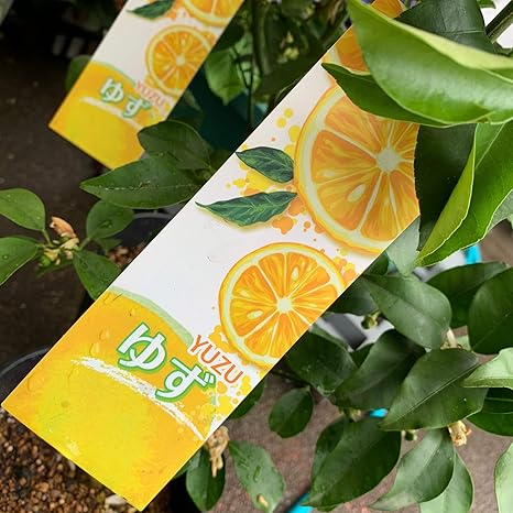 Amazon 花ゆず 6号鉢 果樹 苗木 ゆず 花ユズ 柚子 観葉植物 オンライン通販