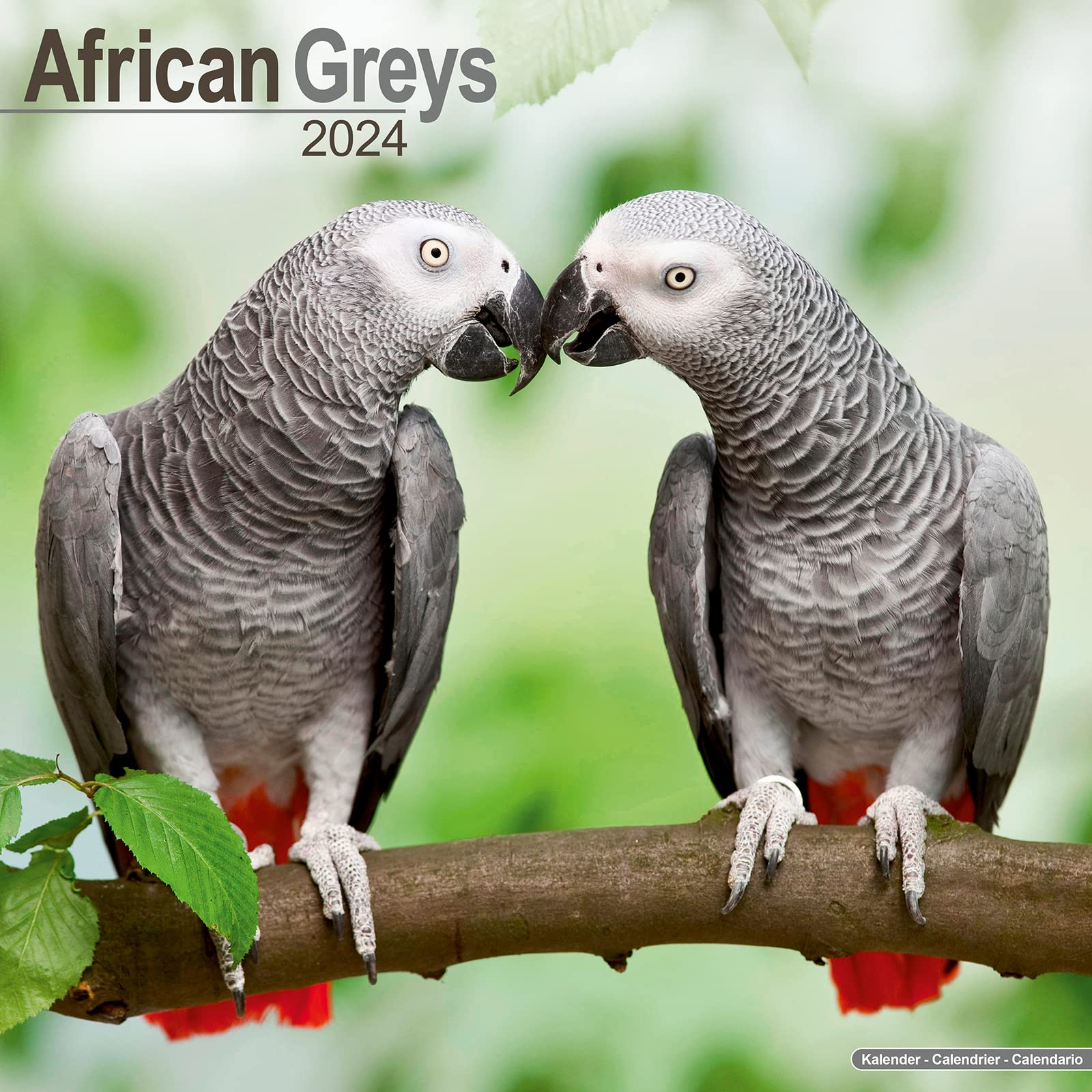 African Greys Calendar 2024 | Square Bird Wall Calendar - 16 Month