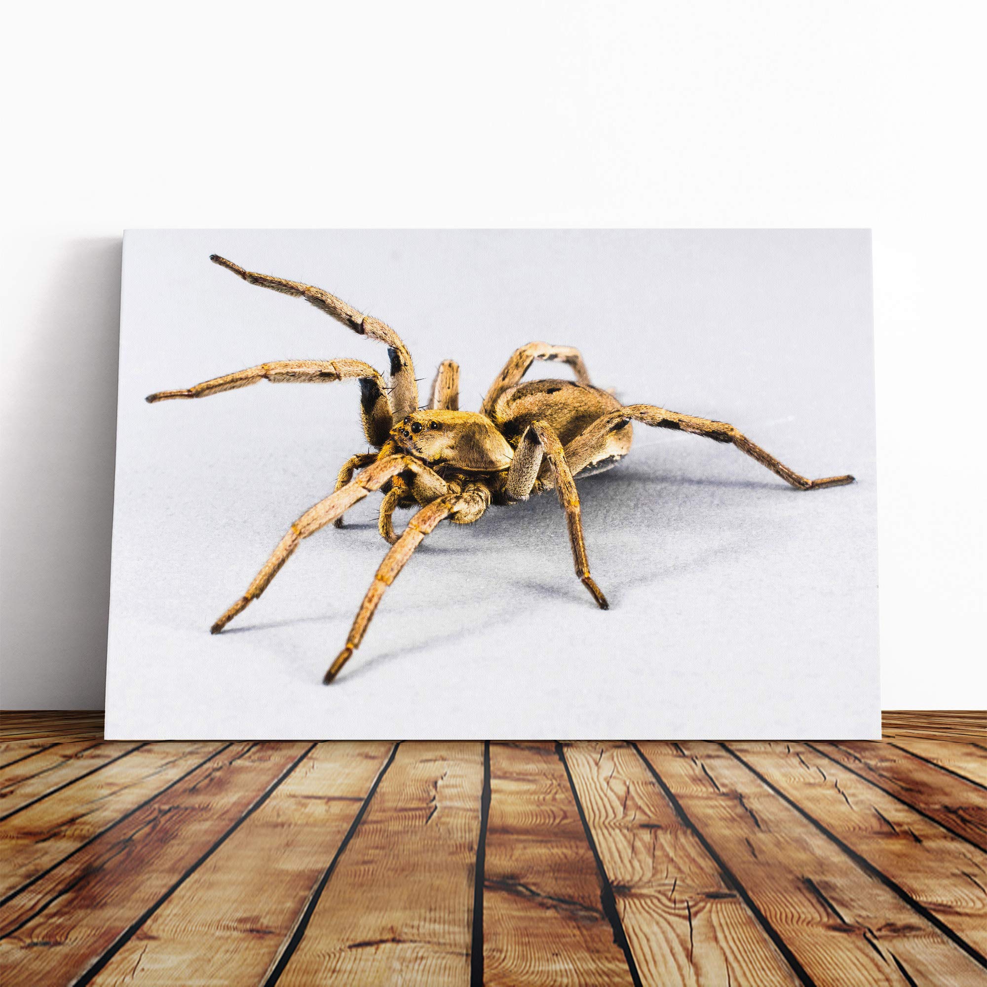 Spider (1) Canvas Print | Gallery Wrapped 30mm Frame Wall Art | 20x14 inches | Ready to Hang | Modern Animal Picture | Living Room Bedroom Lounge Office