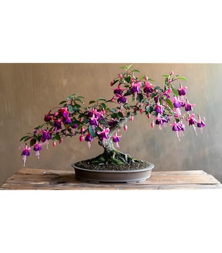 Amazon.com : Cotinus coggygria: Smoke Tree Seeds : Tree Plants : Patio,  Lawn & Garden