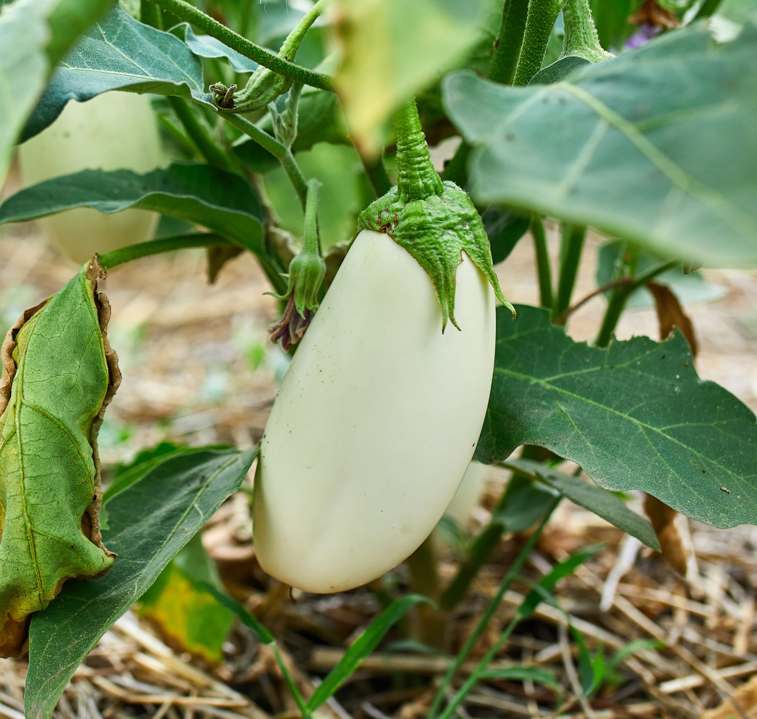 PREMIER SEEDS DIRECT - Aubergine Seeds - White Casper - 150 Finest Seeds