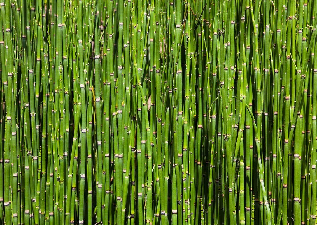 Amazon.com: Bamboo Backround Peel & Stick Canvas One-Piece Wall Mural