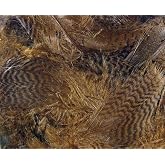 Hareline Fly Tying Teal Flank Feathers &ndash; Natural Teal Feathers for Fly Tying Wet Flies, Soft Hackles &amp; Traditional Patterns