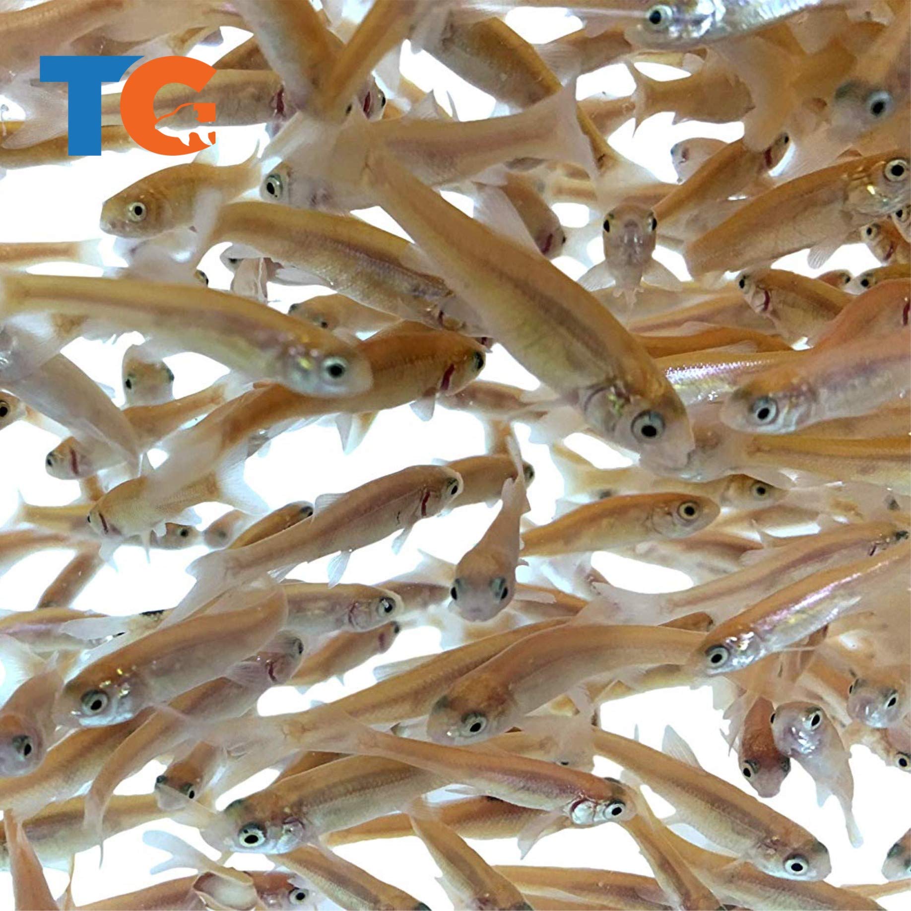 live minnows for sale