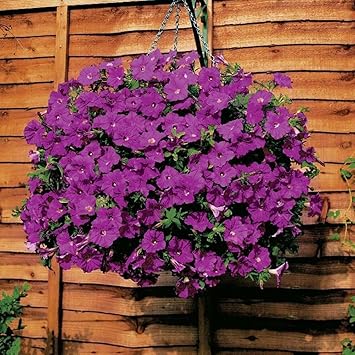 FOReverweihuajz - 100 unidades de semillas de flores de ...