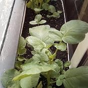 Semillas Ecológicas Hortícolas - Rabanito redondo rojo Saxa - ECO ...