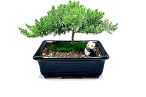 GENERIC Live Dwarf Juniper Bonsai Tree 4-5years Old with Cute Ceramic Panda | Juniper or Jade Bonsai Tree | Indoor/Outdoor | 100% Handcrafted| Home and Office Décor | Best Gift for Holiday
