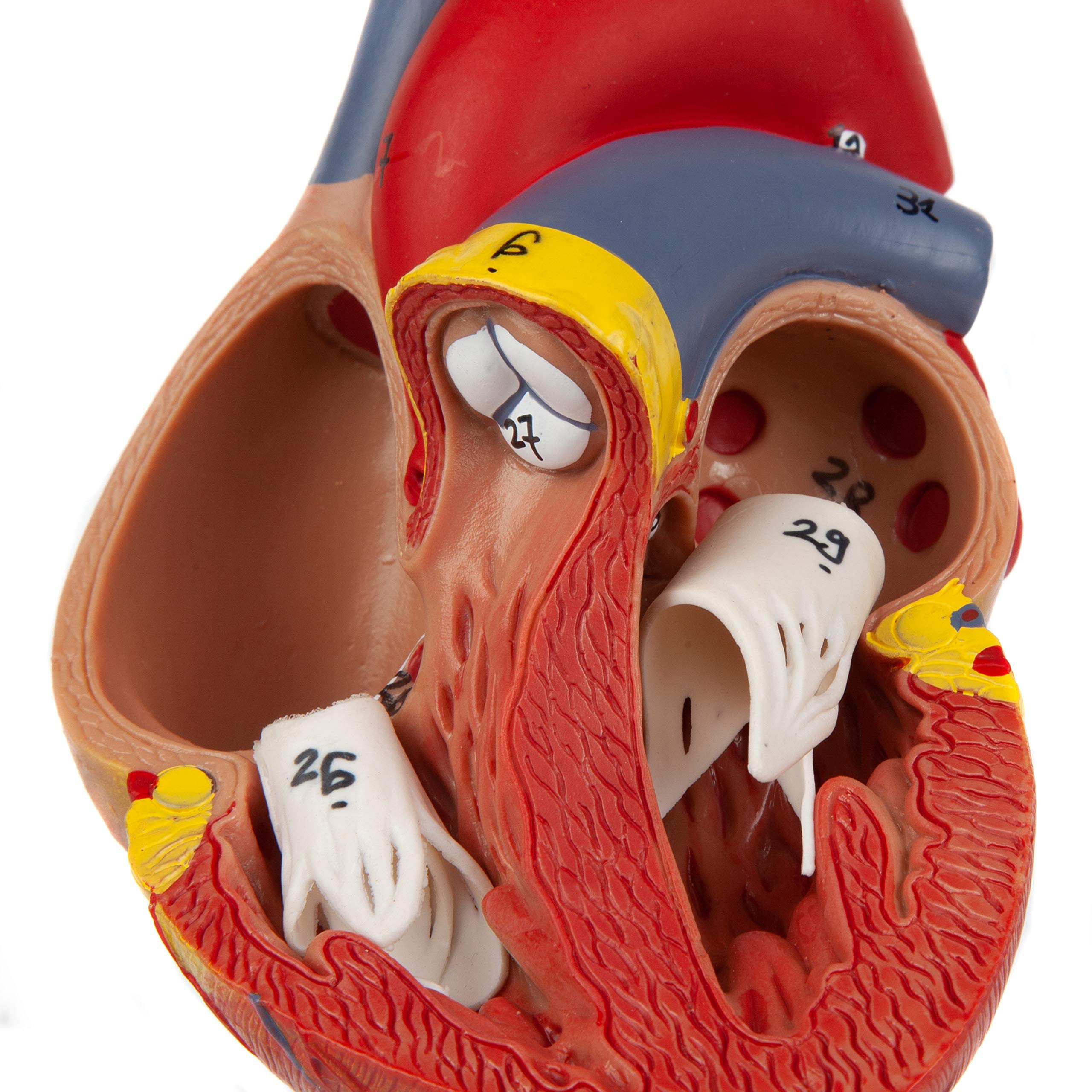 Axis Scientific Life-Size Human Heart Model, 2-Part Magnetic Design, 34 Labeled Structures, Mounted Base, Anatomy Study Manual