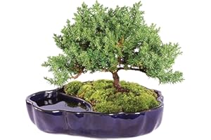 Brussel's Bonsai Brussel's Green Mound Juniper Bonsai in Zen Reflections Pot, SMALL