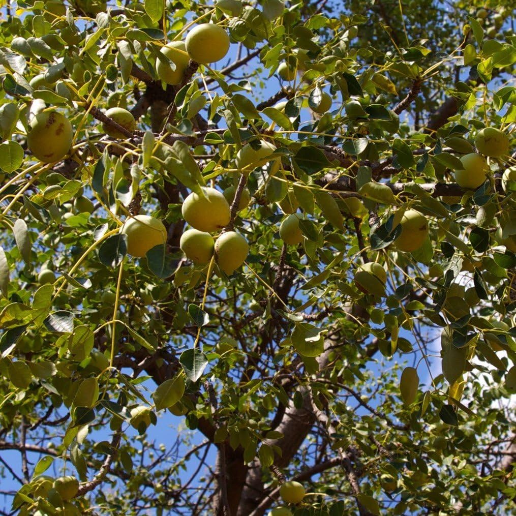 Fruit Trees Home Gardening Apple Cherry Pear Plum Marula Fruit 
