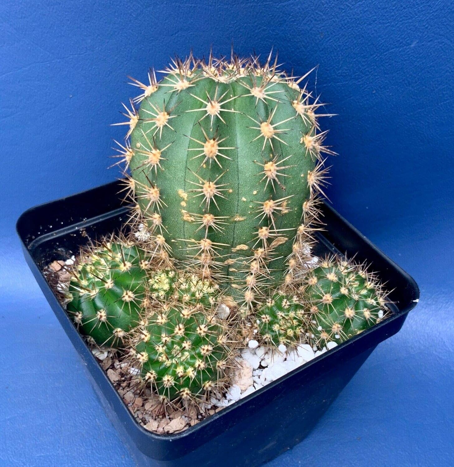 Succulent PlantECHINOPSIS HUASCHA VAR. PURPUREOMINIATA in