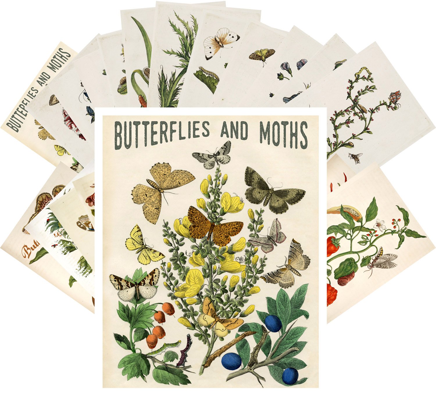 Postcard Pack 24pcs Butterfly and Moths Vintage Book Illustration
