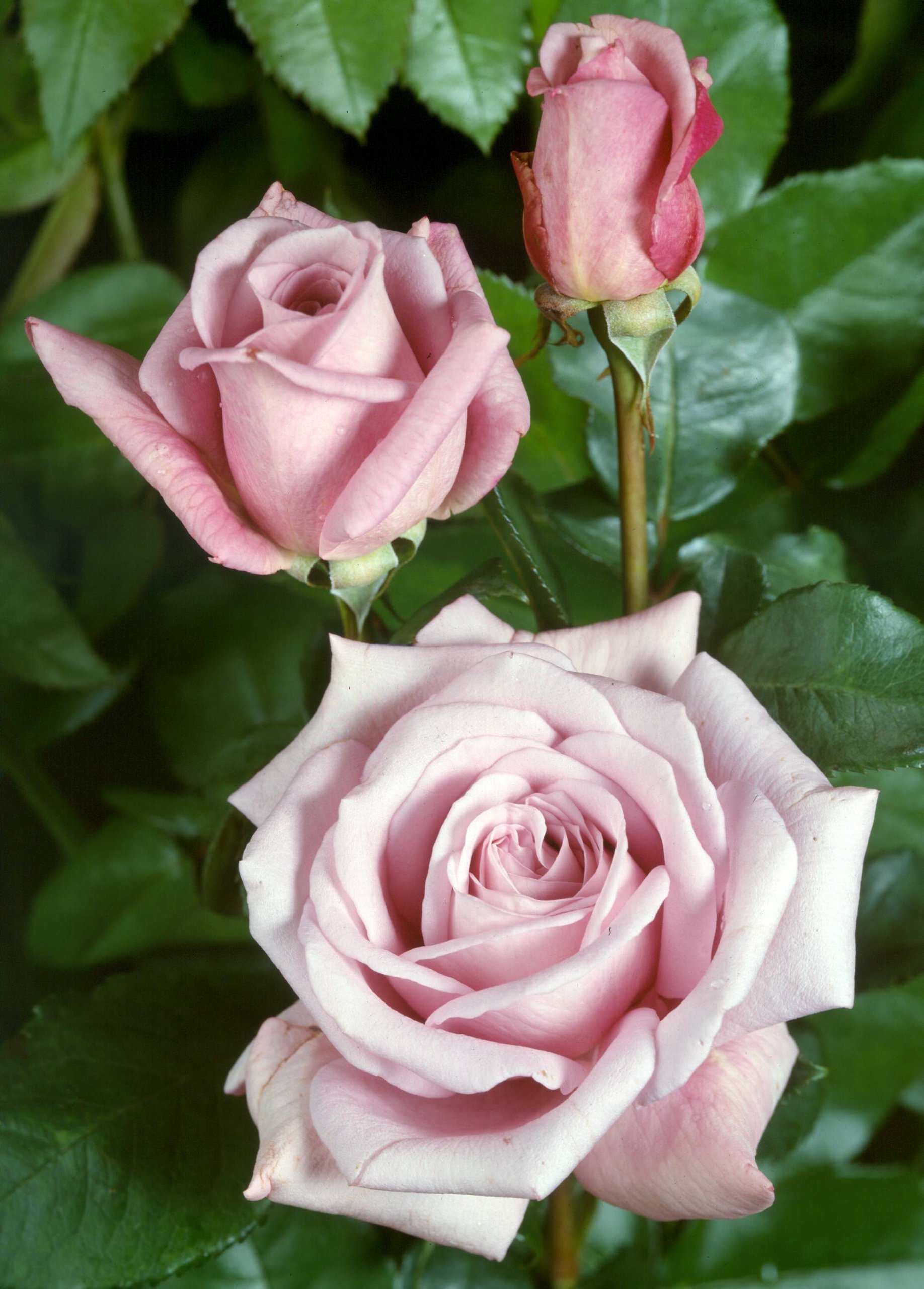 Apuldram Roses "TWICE IN A BLUE MOON" Hybrid Tea Bush Rose (Potted