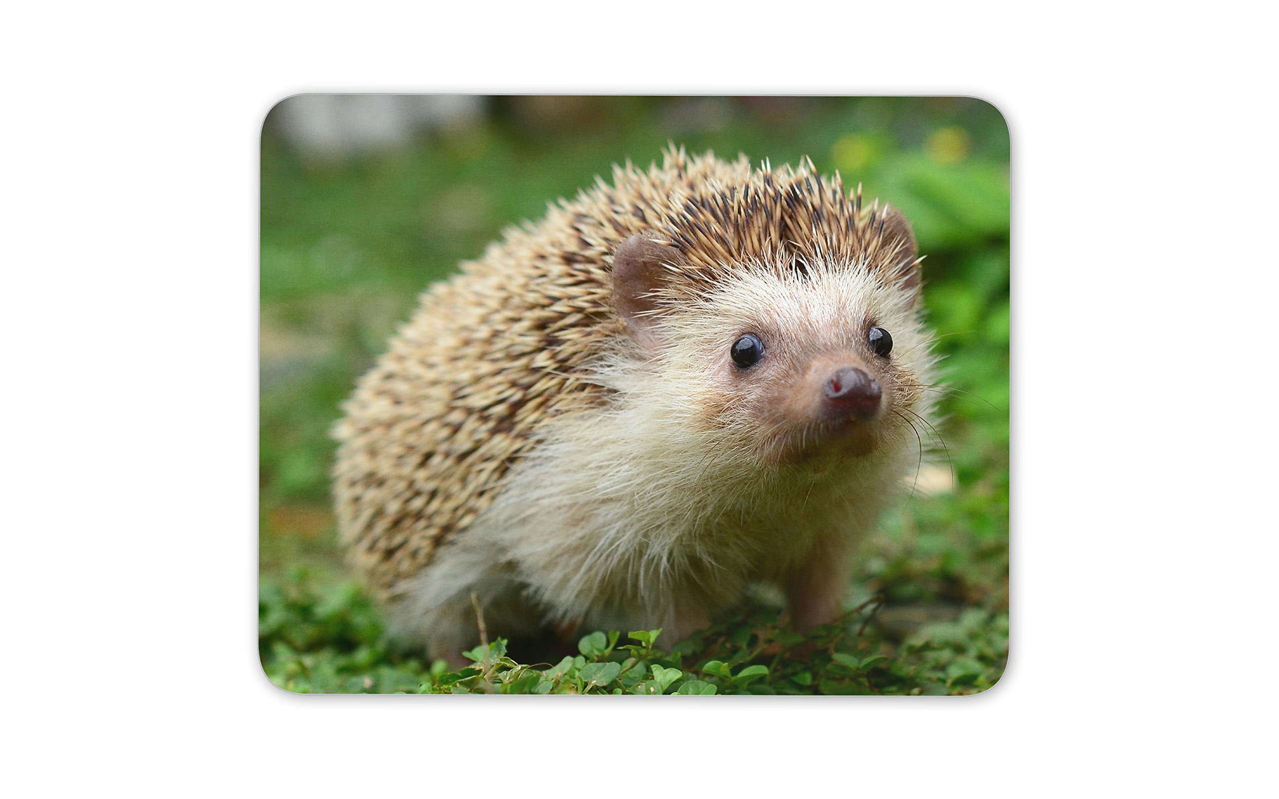 Hedgehog Mouse Rubber Mat Pad Cute Garden Animals Kids Mum Fun Computer #8205