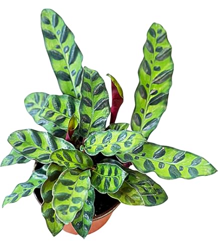 the living plant calathea Calathea Vittata main image 0