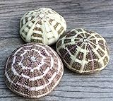 Alfonso Sea Urchins Shells for Air Plants - 3