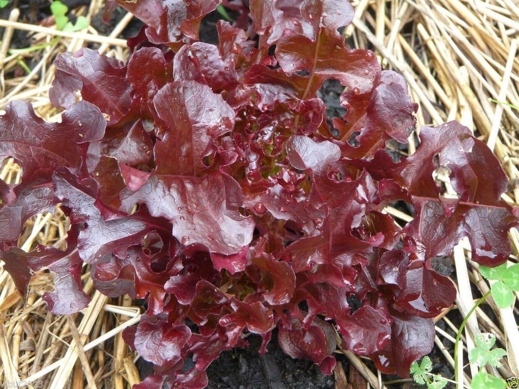 Ensalada Bowl (rubí) de la hoja de la lechuga, orgánico no GMO ...
