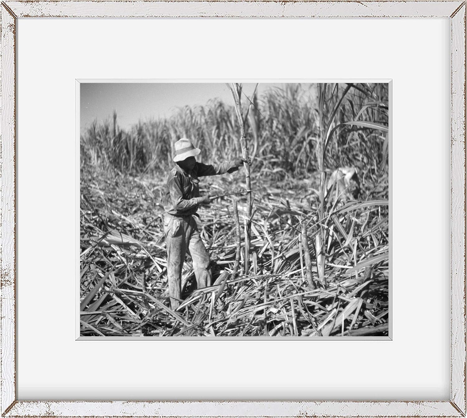 Photographs - INFINITE PHOTOGRAPHS Photo: Cutting sugar cane. Near Ponce,Puerto Rico 1