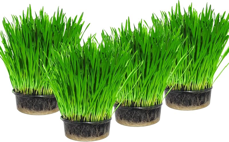 Cat FurNature Cat Grass 4 Pack All-in-One Kits UK Grow Your Own