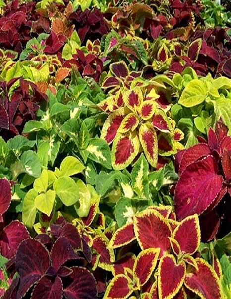 Navya germination Coleus Leafy Beautiful Flower Seeds In Different Colors F1 Hybrid Special Pack For Your Home Plant and Gardening This Seeds Prepared Like Organic