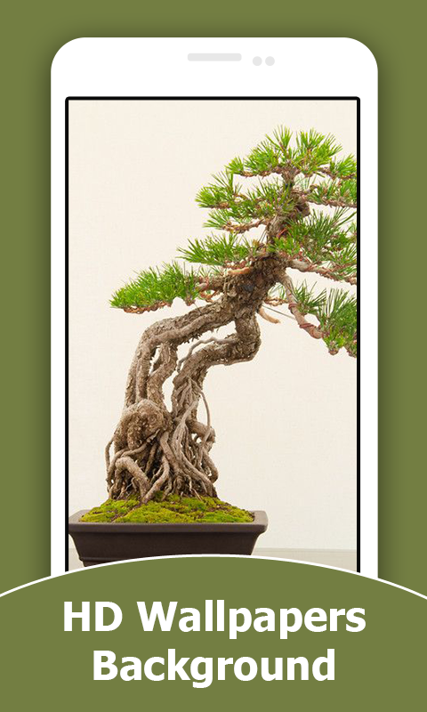 Bonsai HD Wallpapers And Background