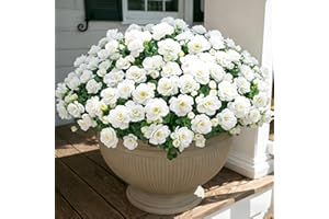 Ivydale Artificial Fake White Flowers Plants for Spring Outdoor Outside, Faux Silk Camellia UV Resistant Realistic for Front 