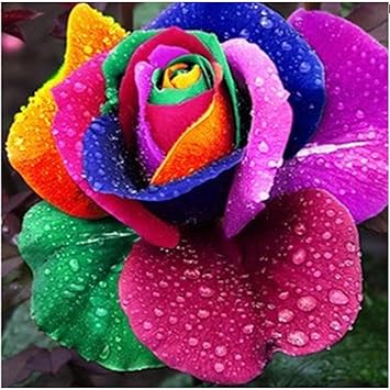 CATTERPILLAR FARM 1 Healthy Live Plant Malaysian Multi color Rainbow Rose Live Plant In Poly bag
