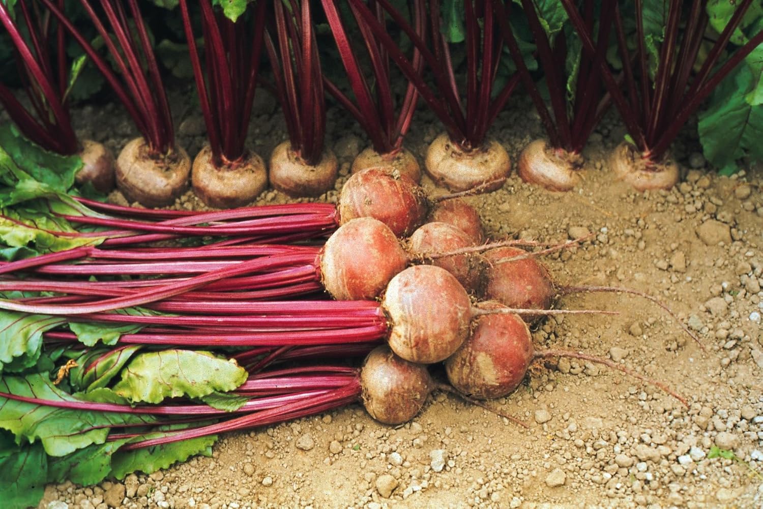 Kings Seed Tape Pictorial Packet Vegetable Beetroot 120