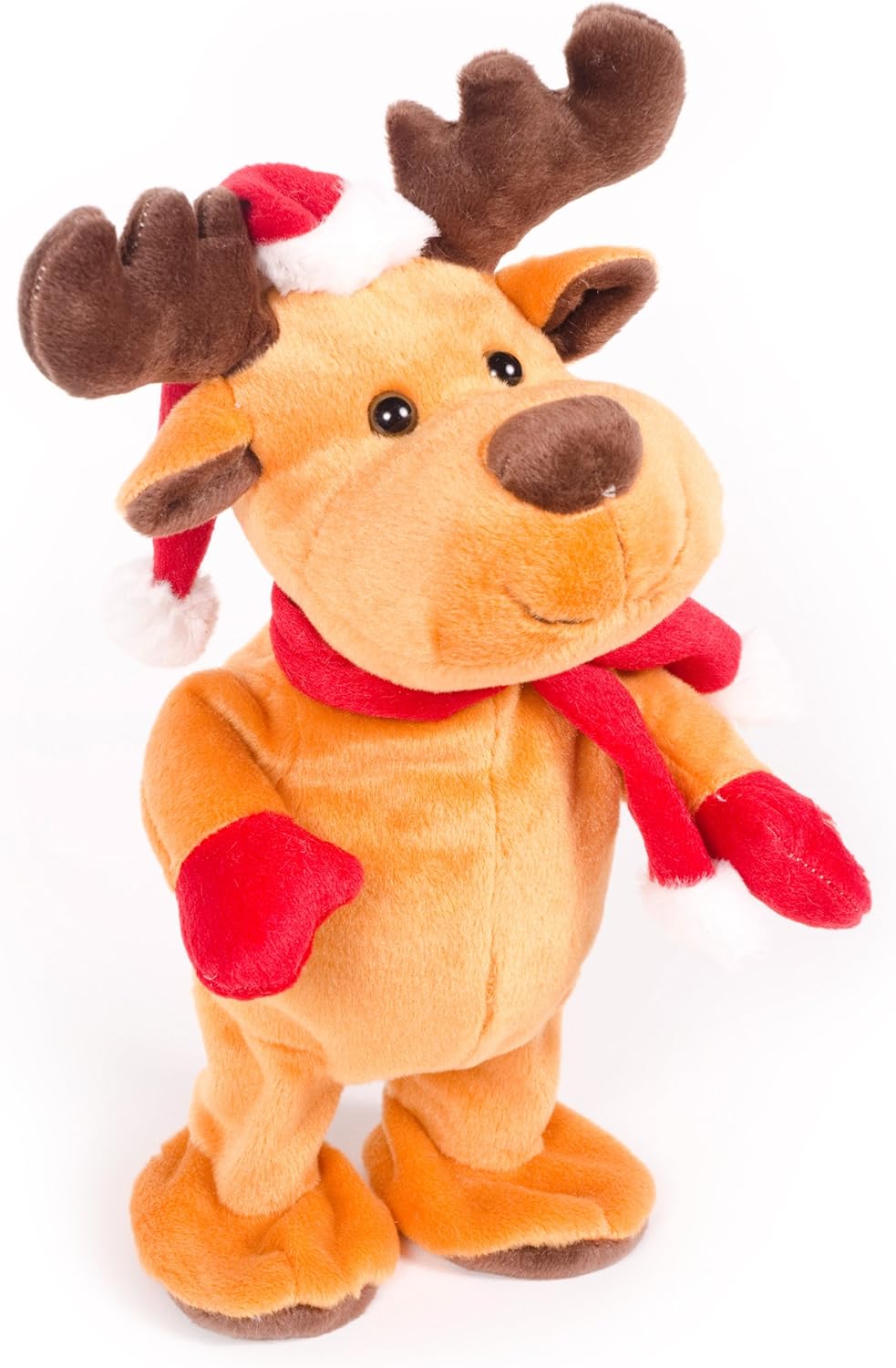 dogs that look like teddy bears for sale