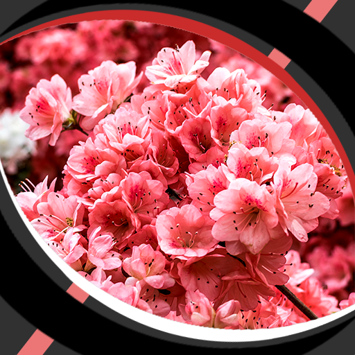 ライブ壁紙 さくら Amazon Co Jp Appstore For Android