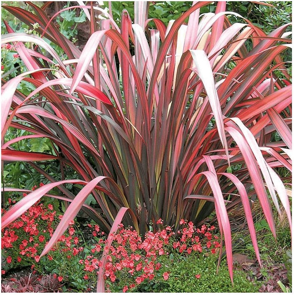 Phormium Evening Glow New Zealand Flax Plant in 9 cm Pot Amazon.co