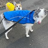 Mile High Life Dog Raincoat Adjustable Waterproof Reflective XXS Blue view 4
