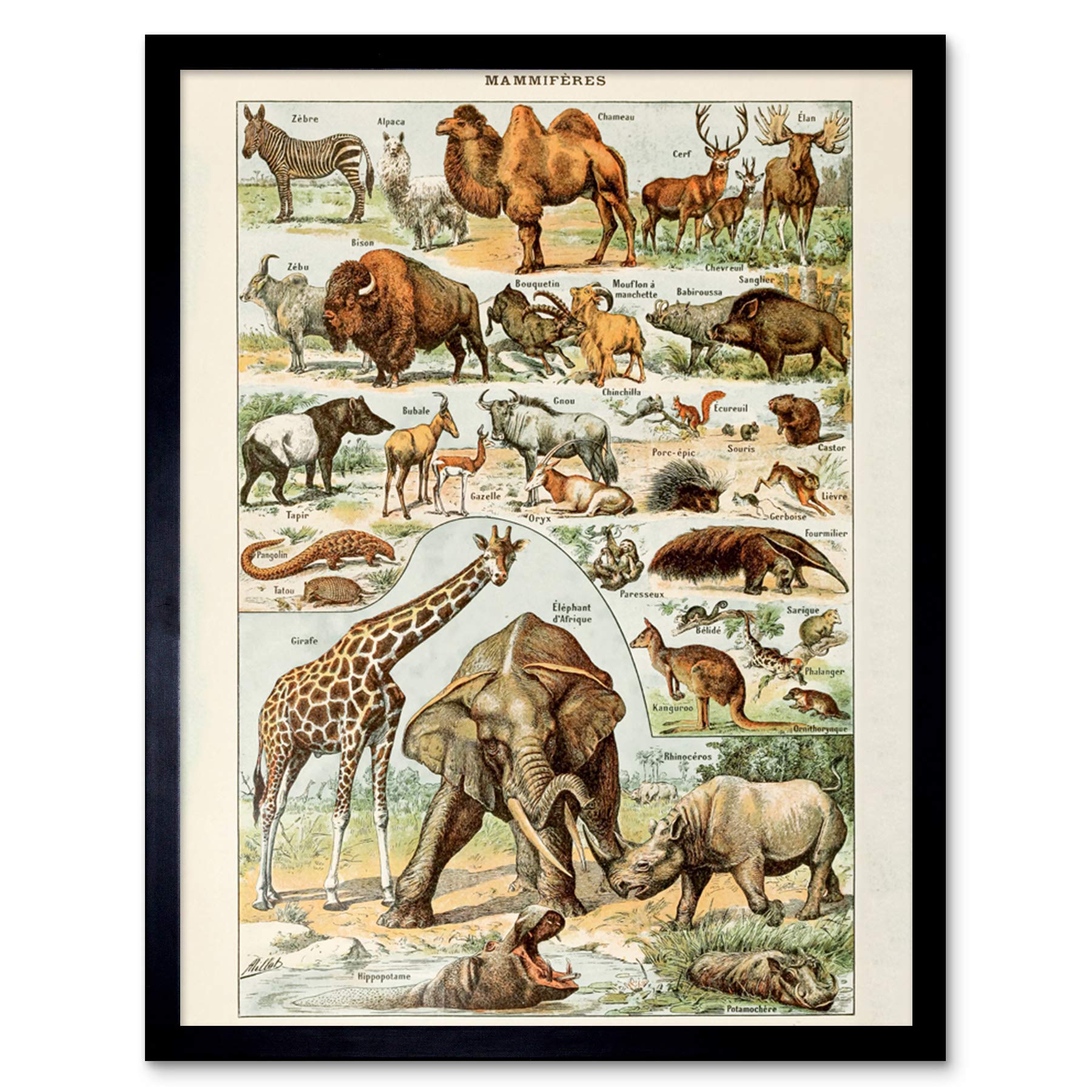 Artery8 Millot Encyclopedia Page Mammals Camel Giraffe Art Print Framed Poster Wall Decor 12x16 inch — image 1