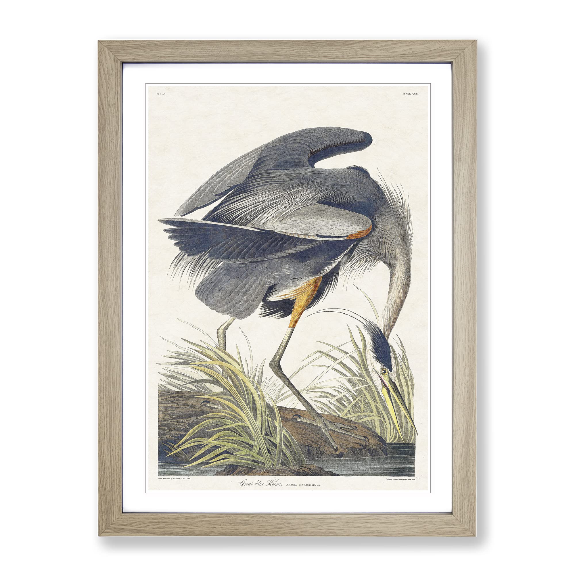 Great Blue Heron By John James Audubon Vintage Framed Wall Art Print, Ready to Hang Picture for Living Room Bedroom Home Office Décor, Oak A4 (34 x 25 cm)