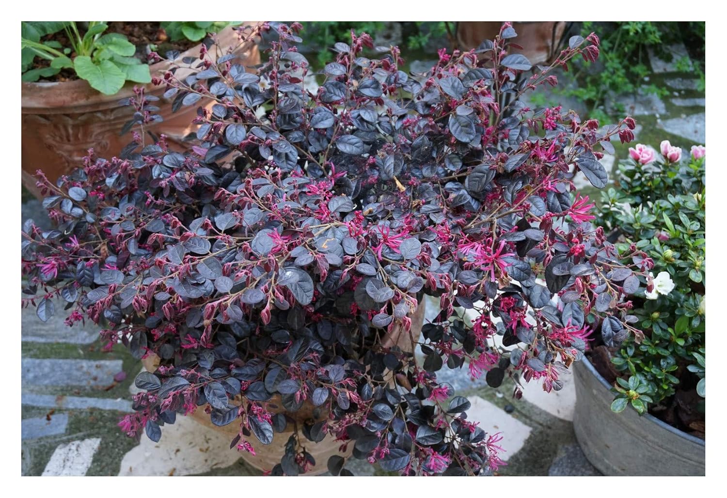 Chinese Fringe Flower Plant In 9cm Pot Loropetalum Chinense Black Pearl Hedges Shrubs Home Garden Store Boutiqueminions Fr