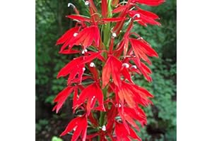 Cardinal Flower Seeds - 100 Count, Bright Red Blooms, Native Perennial, Zones 3-