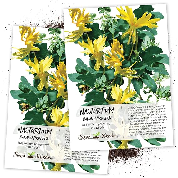 Seed Needs Canary Creeper Nasturtium Tropaeolum Peregrinum Twin Pack Of 110 Seeds Each -