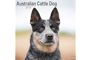 Australian Cattle Dog Calendar 2025 | Square Dog Breed Wall Calendar - 16 Month