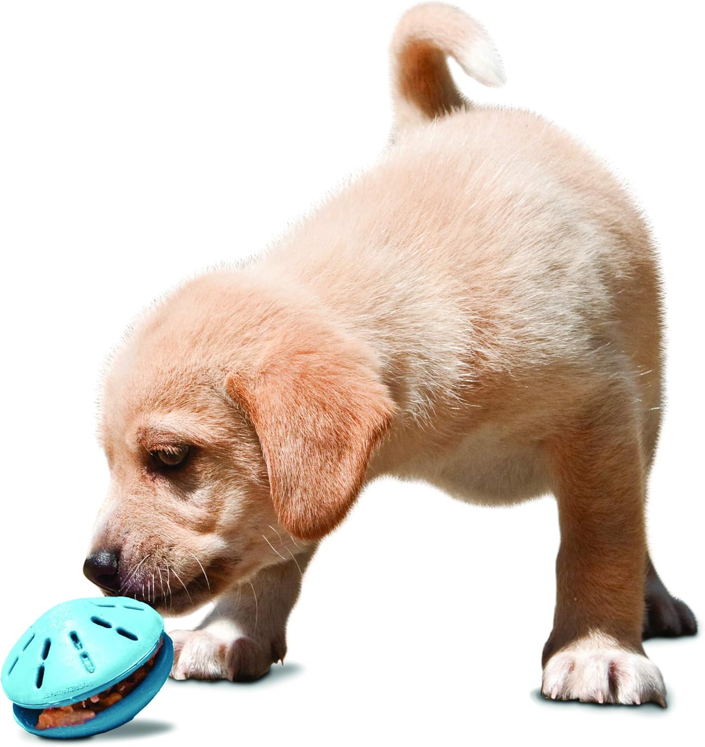 puppy pacifier petsmart